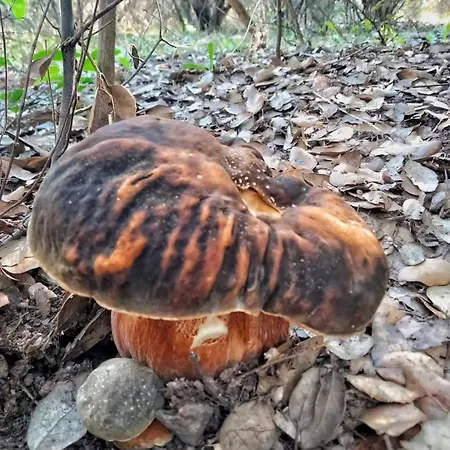 Stella Dorada Vacanze Ubytování v soukromí *